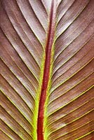 Ensete ventricosum 'Maurellii' - Banana Leaf