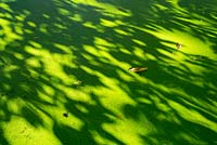 Lemna minor - Duckweed on pond surface with leaf shadows
