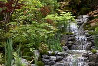 Waterfall in An Alcove - Tokonoma Garden with Acers and Leucobryum juniperoideum 