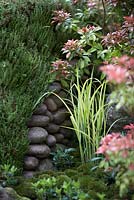 'An Alcove - Tokonoma Garden'. Sedum wall, Pieris japonica, pale grass, pebbles and Leucobryum juniperoideum  balls. 