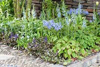 Small shady border planted with Ajuga reptans, Epimedium, Phlox divaricata, Veronica gentianoides and Sempervivum in the Get Well Soon garden