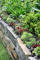 Sempervivum and herbal plants growing in a stone walled raised bed in the Get Well Soon garden