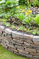 raised border planted with Sempervivum, Primula and Ajuga -  Get Well Soon Garden