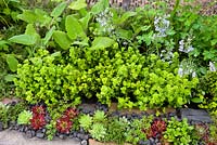 Planting detail of herbs and perennials in the Get Well Soon garden. Planting includes: Sempervivum, Sedum, Thymus, Origanum vulgare, Salvia, Veronica gentianoides and Aquilegia