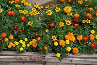 Marigolds in the Herbert Smith Freehills Garden for Wateraid garden