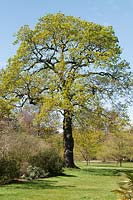 Quercus pedunculata  - oak tree