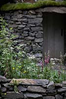 Motor Neurone Disease - A Hebredean Weavers Garden.  Plants include digitalis, cow parsley, nettles and butter cup, with green roof on dry-stone walled hut in background.  