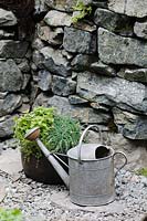 Planter with Mint, Chives and Thyme next to an old metal watering can  in the Motor Neurone Disease - A Hebridean Weavers Garden