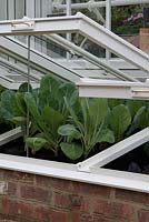 Brassicas in a cold frame. Alitex Ltd Greenhouse trade stand with help from Thrive at The Chelsea Flower Show 2013