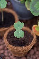 Tropaeolum - nasturtium seedling in biodegradeable fibre pot. Hartley Botanic Ltd. Display greenhouse at Chelsea Flower Show 2013