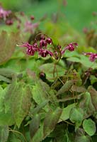 Epimedium x youngianum 'Merlin' - Harvey's Garden Plants,  Suffolk