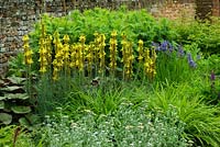 Summer border with asphodeline lutea and iris sibirica -  Kirtling Tower, Suffolk 