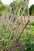 Chunky hazel supports for climbing beans in the potager garden. 