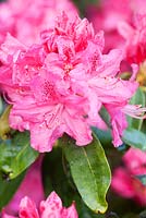 Rhododendron 'Cynthia', AGM.