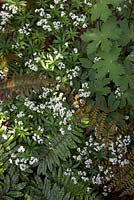 Galium odoratum - Sweet Woodruff, fern and Geranium sylvaticum. - Woodland shady planting in suburban garden.  