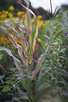 Zea japonica variegata 'Stripes and stripes' (Japanese Maize) with Oenothera biennis (Common evening primrose)
