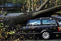 A tree crushes a car - the aftermath of the St Judes Storm in Amsterdam, The Netherlands. 