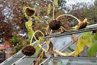 Helianthus annuus - Sunflower heads sticking out of an urban greenhouse. 
