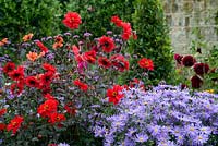 Colourful flowerbed with red Dahlia and purple Asters - August. 