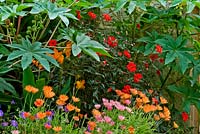 Summer border with colourful combination of exotic planting including ricinus communis, arctotis and dahlia 