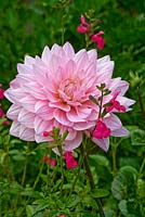 Summer border with pink cactus-flowered dahlia