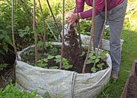 Mulching runner beans growing in builders bag with compost