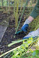 Cutting back Asparagus to ground level