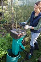 Shredding Asparagus cuttings to add to compost.