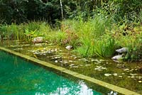 Natural swimming pool and pond