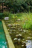 Pond with aquatic planting and natural swimming pool