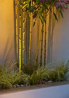 Acorus Gramineus 'Ogon' and Phyllostachys Aurea in built in raised beds with lighting at night. 