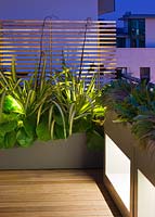 Mixed architectural planting and lighting on city roof terrace 