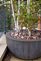 Container planted with Betula Pendula 