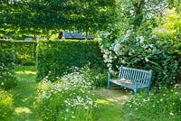 Garden seat in corner of wild garden with oxe eye daisies, Rosa 'Seagull' and hawthorn hedge
