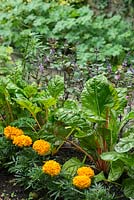 Detail of ornamental vegetable patch with chard, calendulas and basil