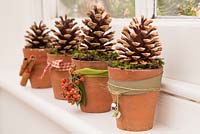 Christmas decoration made using pine cones, terracotta pots and moss.