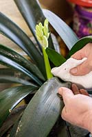 Cleaning dirt and Sooty Mould off the leaves of a Clivia miniata