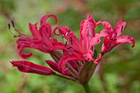 Nerine sarniensis  - Guernsey Lily 