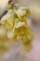 Corylopsis pauciflora - Buttercup Winterhazel 