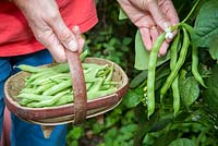 Picking French beans 'Cyprus' heritage