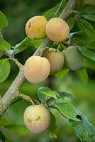 Prunus Domestica Oullins - Golden Gage - heritage