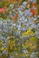 Eucalyptus archeri - alpine cider gum