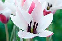 Tulipa 'Peppermintstick' AGM,  Tulip, May