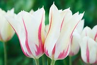 Tulipa 'Marilyn' Tulip Lily-flowered Group, May