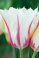 Tulipa  'Marilyn'  Tulip  Lily-flowered Group,  May