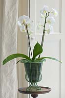 White phalaenopsis orchid in green metal container in living room