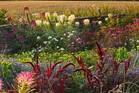 Summer border for bees and butterflies - cleome, spinosa and cosmos

