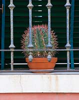 Cactus in pot on balcony in Venice, Italy
