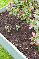 Blueberry bed after weeding