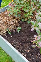 Blueberry bed after weeding with mulch added